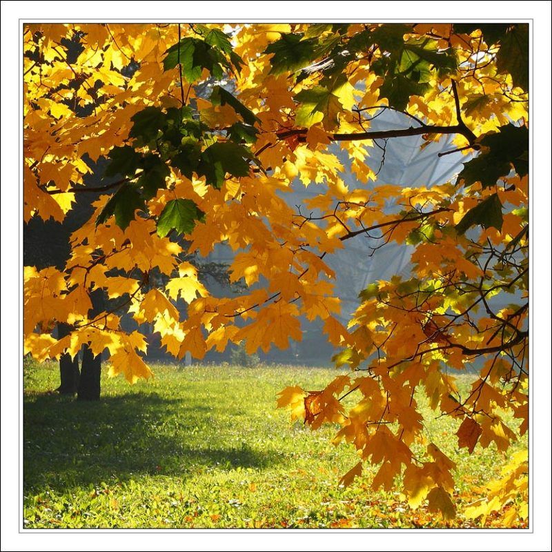 осень, клены, подмосковье К осени.. с любовью...photo preview