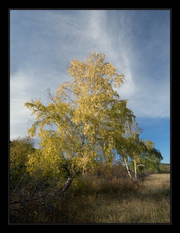 осень, дерево, береза, небо, листья, забайкалье Романсphoto preview