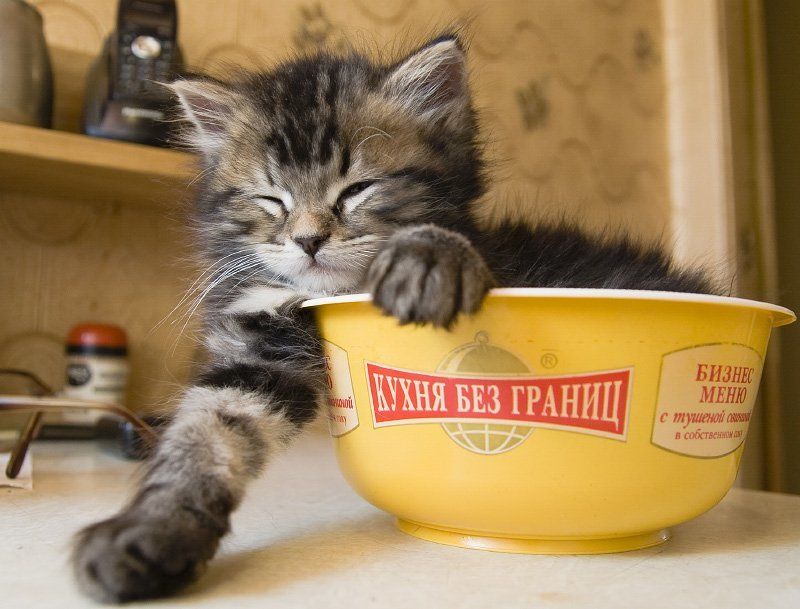 котенок В собственном сокуphoto preview