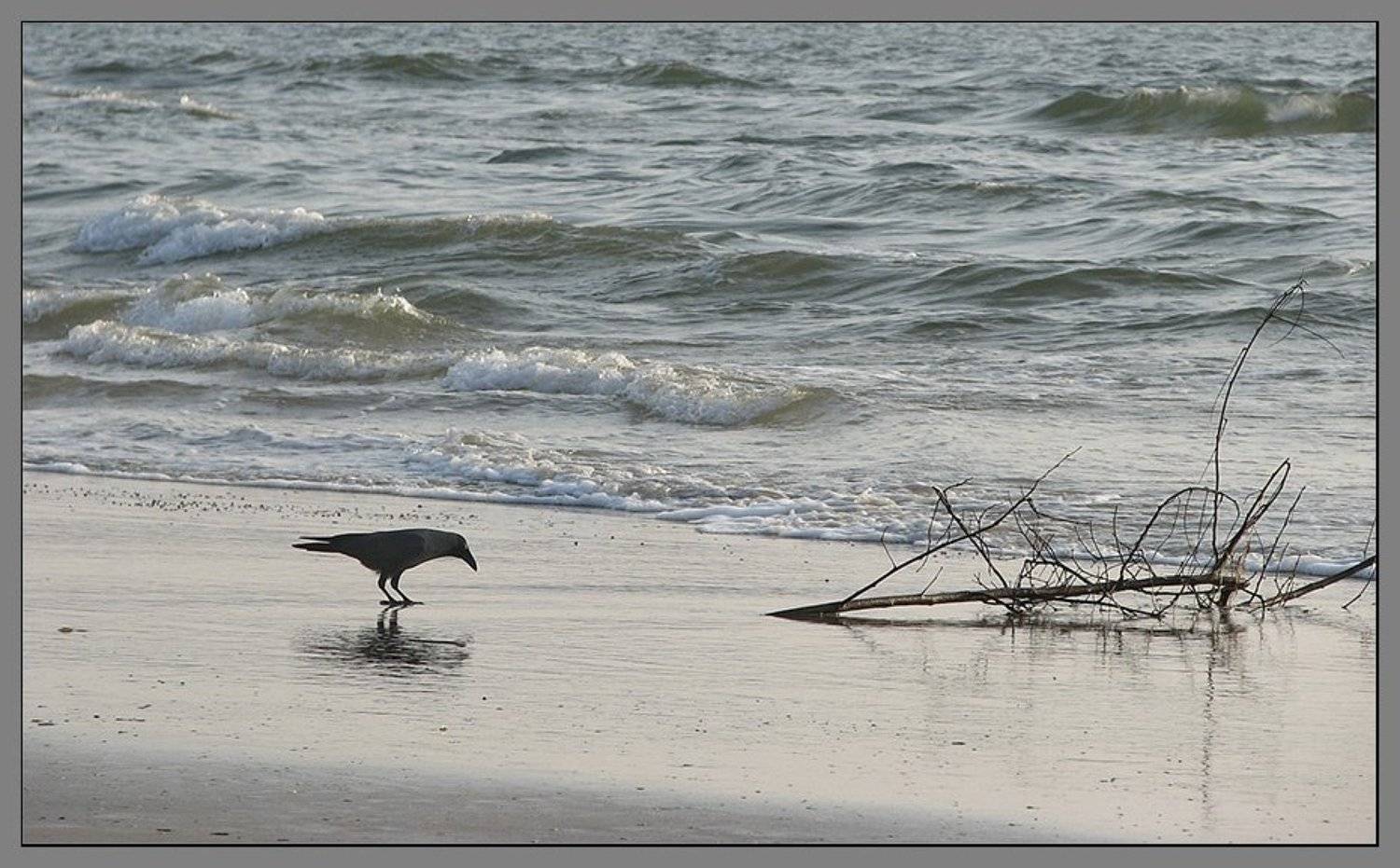 , Лунный Ежик