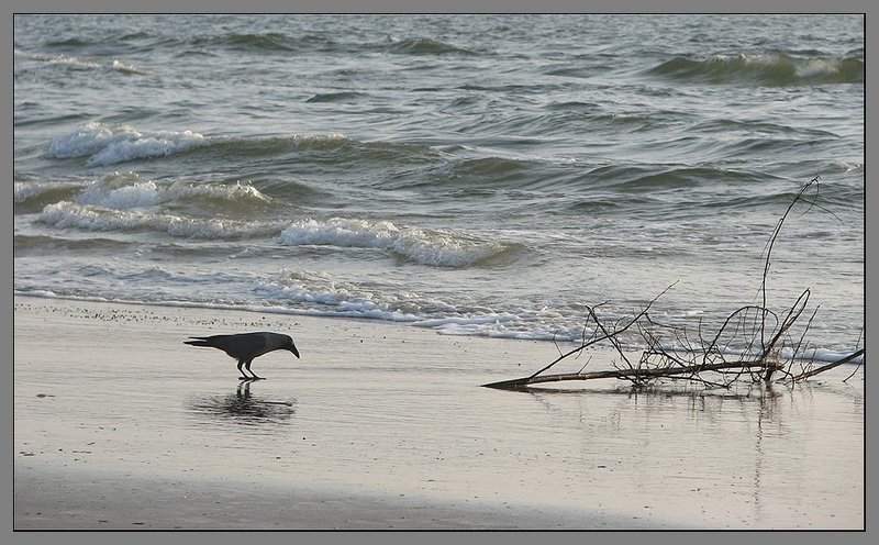 Вороне как-то бог послал... фото превью