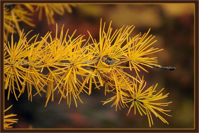 лиственница,иглица Осенний этюд 4photo preview