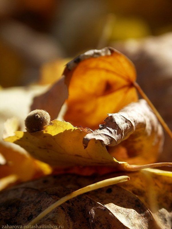 осень, листва Осенняя жемчужина...photo preview