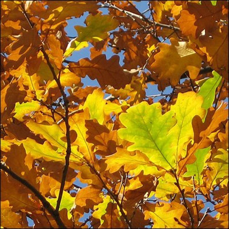 золото на голубом Золото на голубомphoto preview