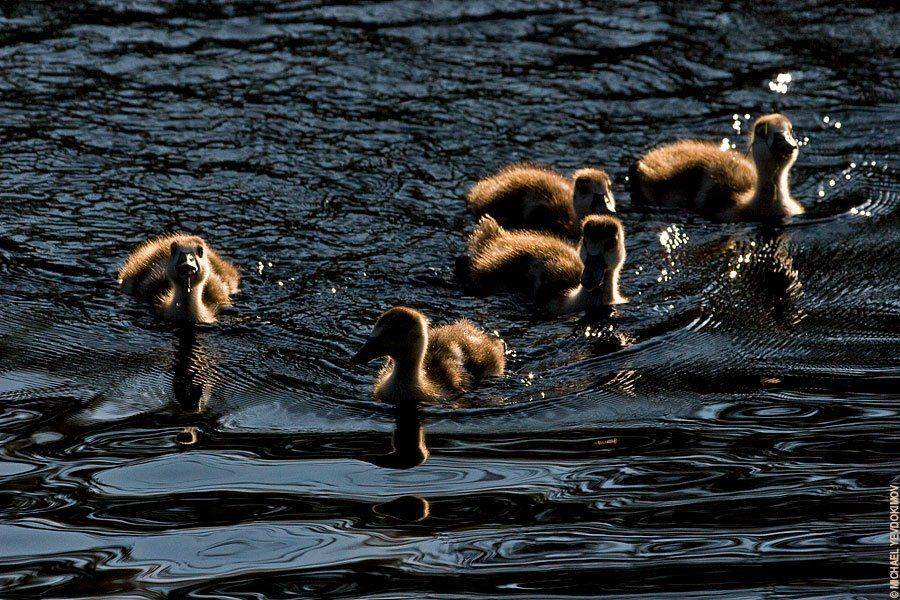 привет птенец, Michael Yevdokimov