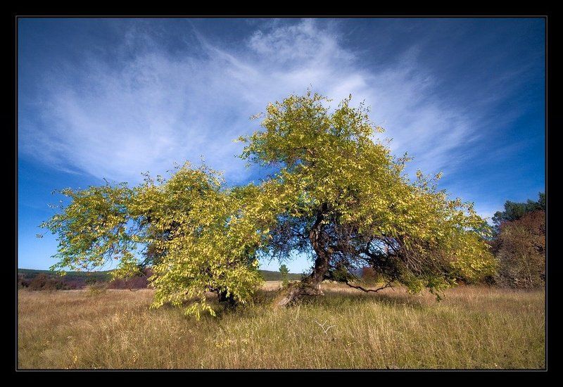 осень, дерево, небо, листья, ***photo preview