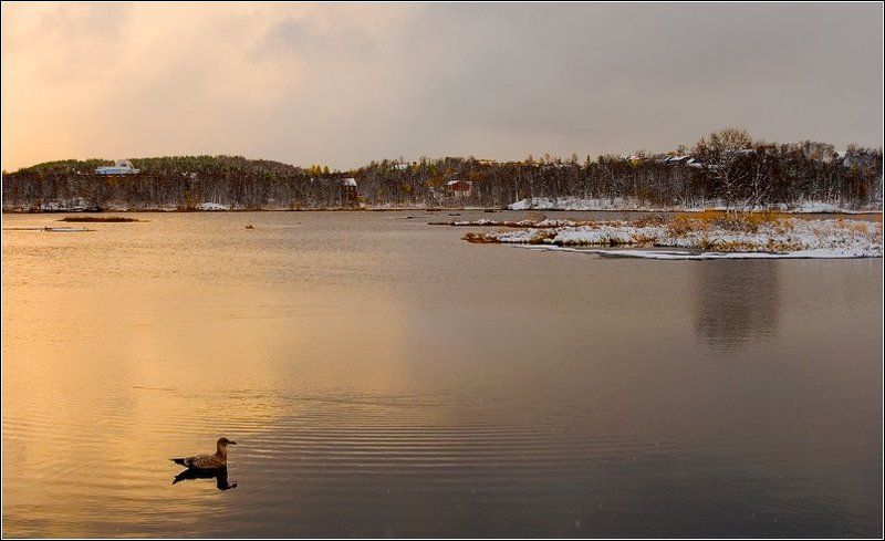 Про октябрь, чайку и золотое сечение..:)photo preview