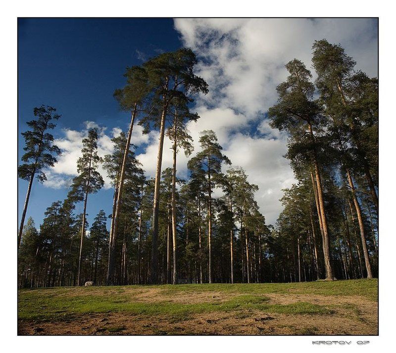 сосны, небо, облака Что-то из Шишкинаphoto preview