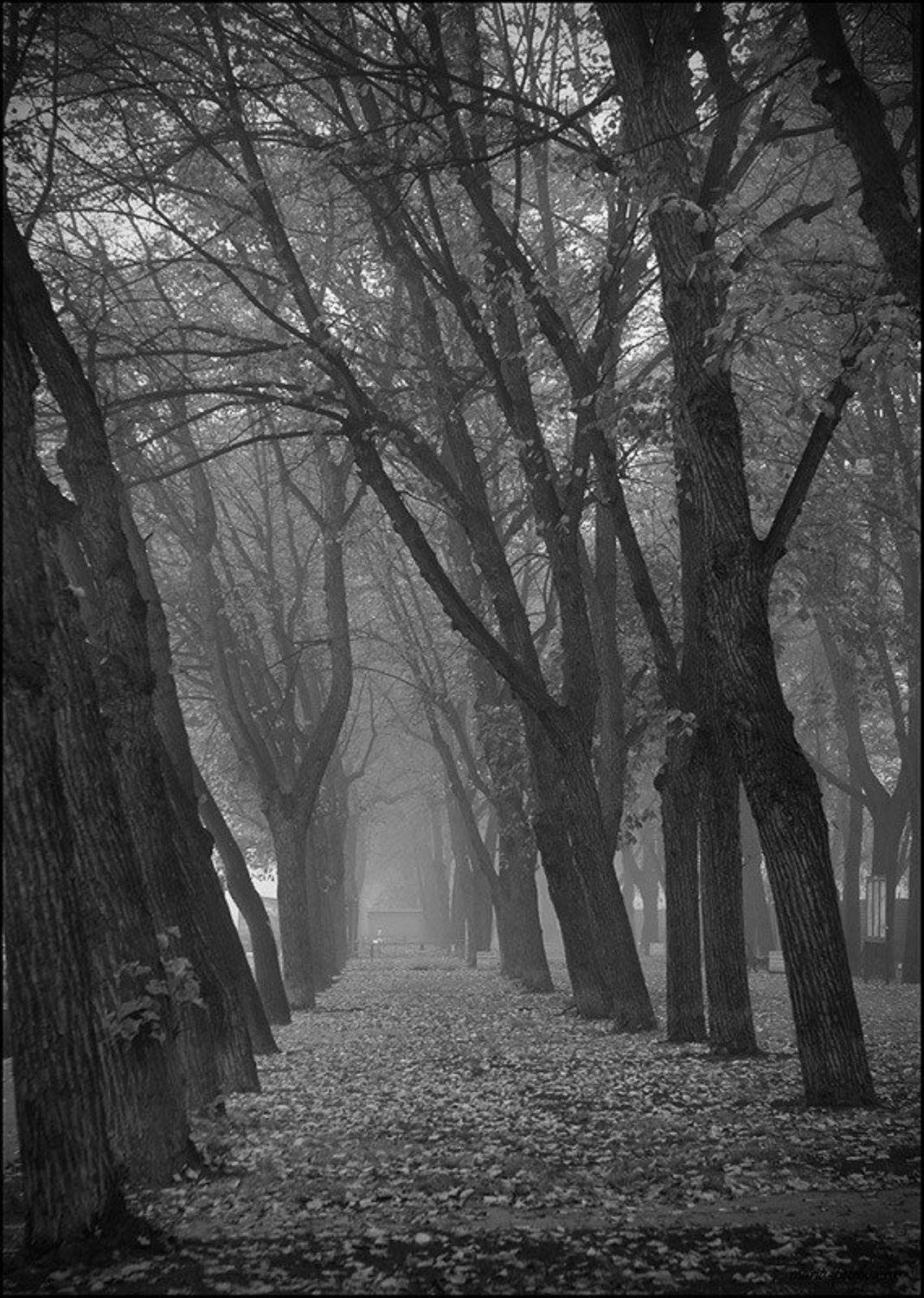 Когда деревьям грустно. Автор: Петрова Мария туман, аллея, Петрова Мария