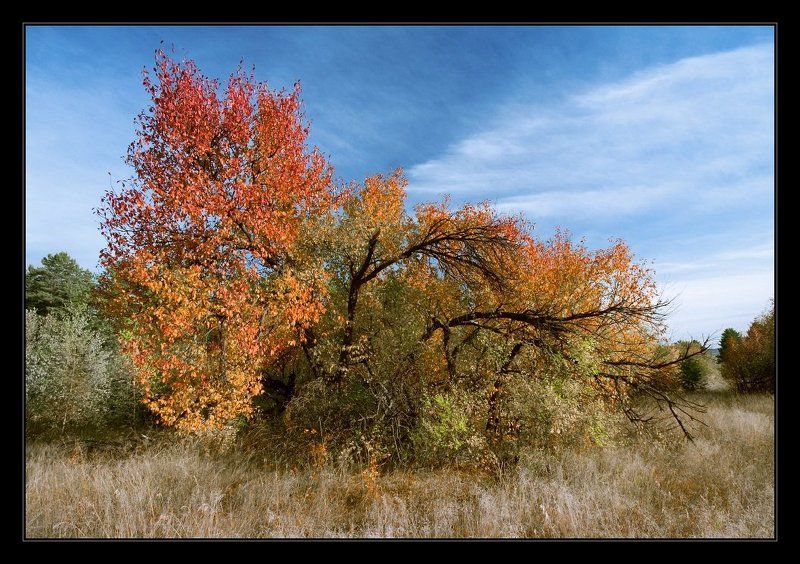 осень, дерево, небо, листья, забайкалье ***photo preview