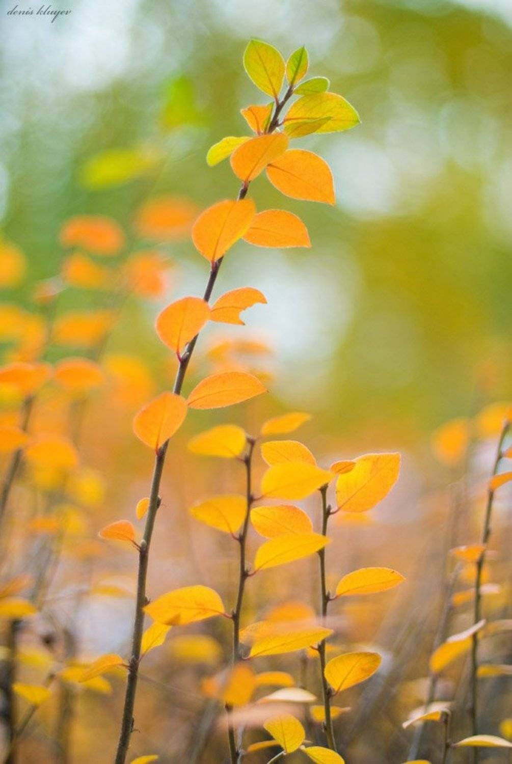 фото, природа, осень, клюев, variart, Денис Клюев