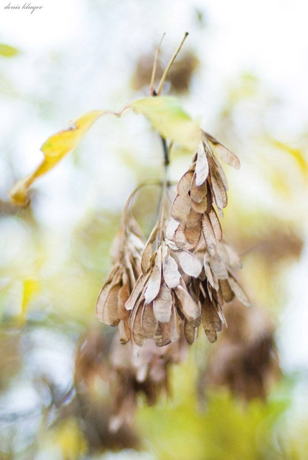 фото, природа, осень, клюев, variart, Денис Клюев