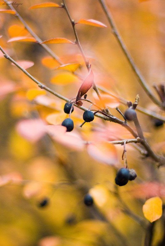 фото, природа, осень, клюев, variart Осенняя #3 фото превью