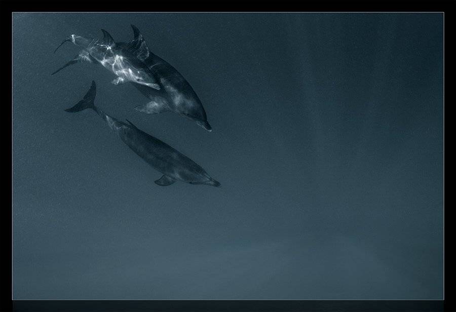 красное море, дельфины, семья, свет, глубина, Torchuck