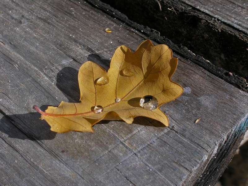 лист дубовый, макро, капля Осенний приветphoto preview