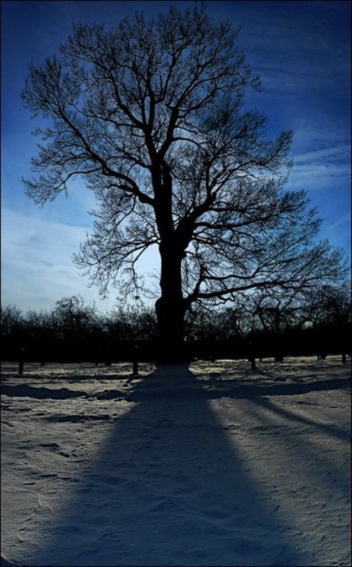 зима, дуб, снег, небо, парк зимние сказкиphoto preview