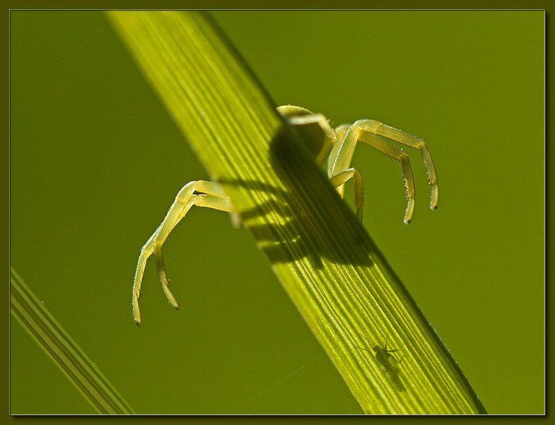 Gotcha!photo preview