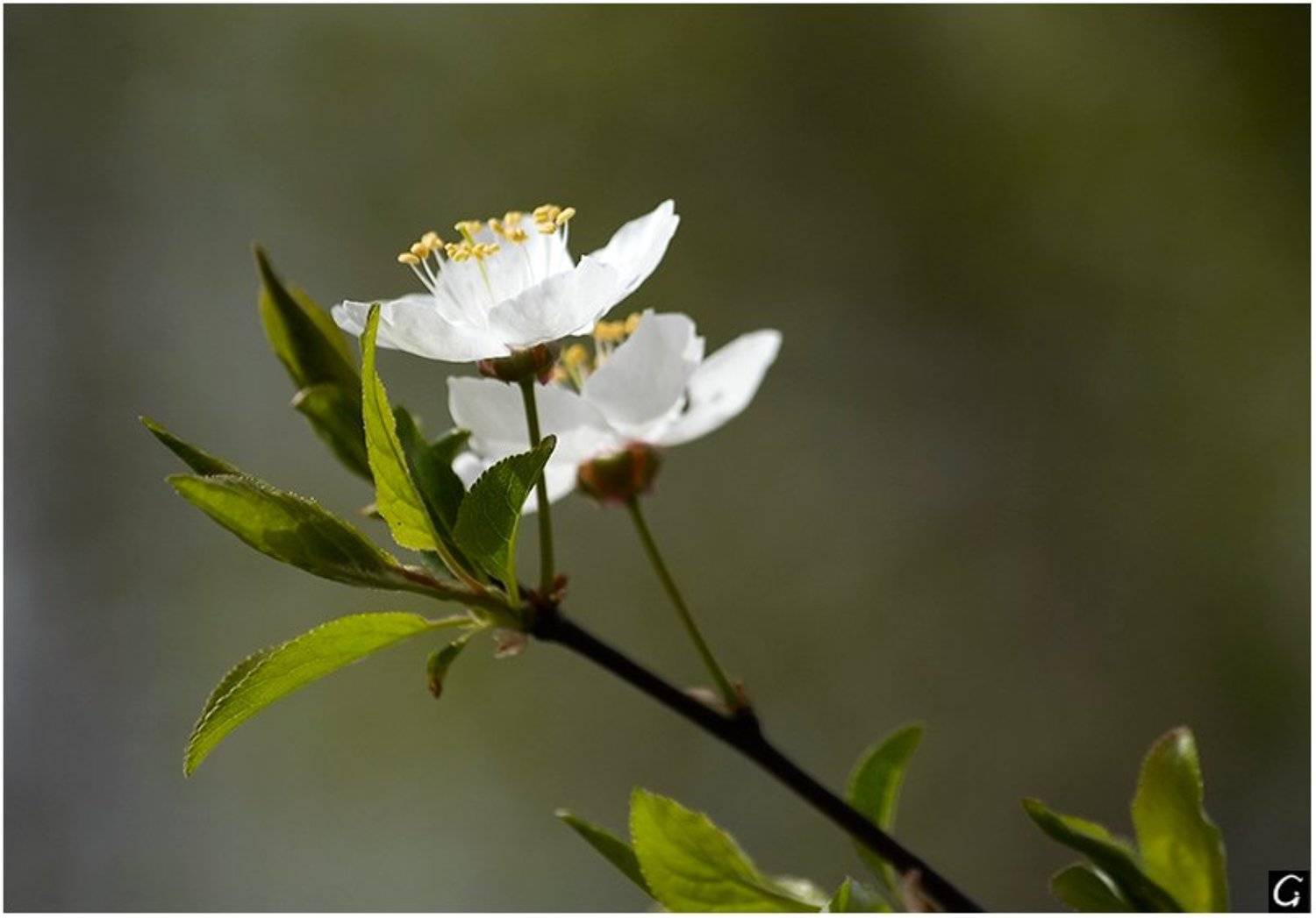 Воспоминание о весне. Автор: Gorshkov Igor_Feanorus весна, цветы, Gorshkov Igor_Feanorus