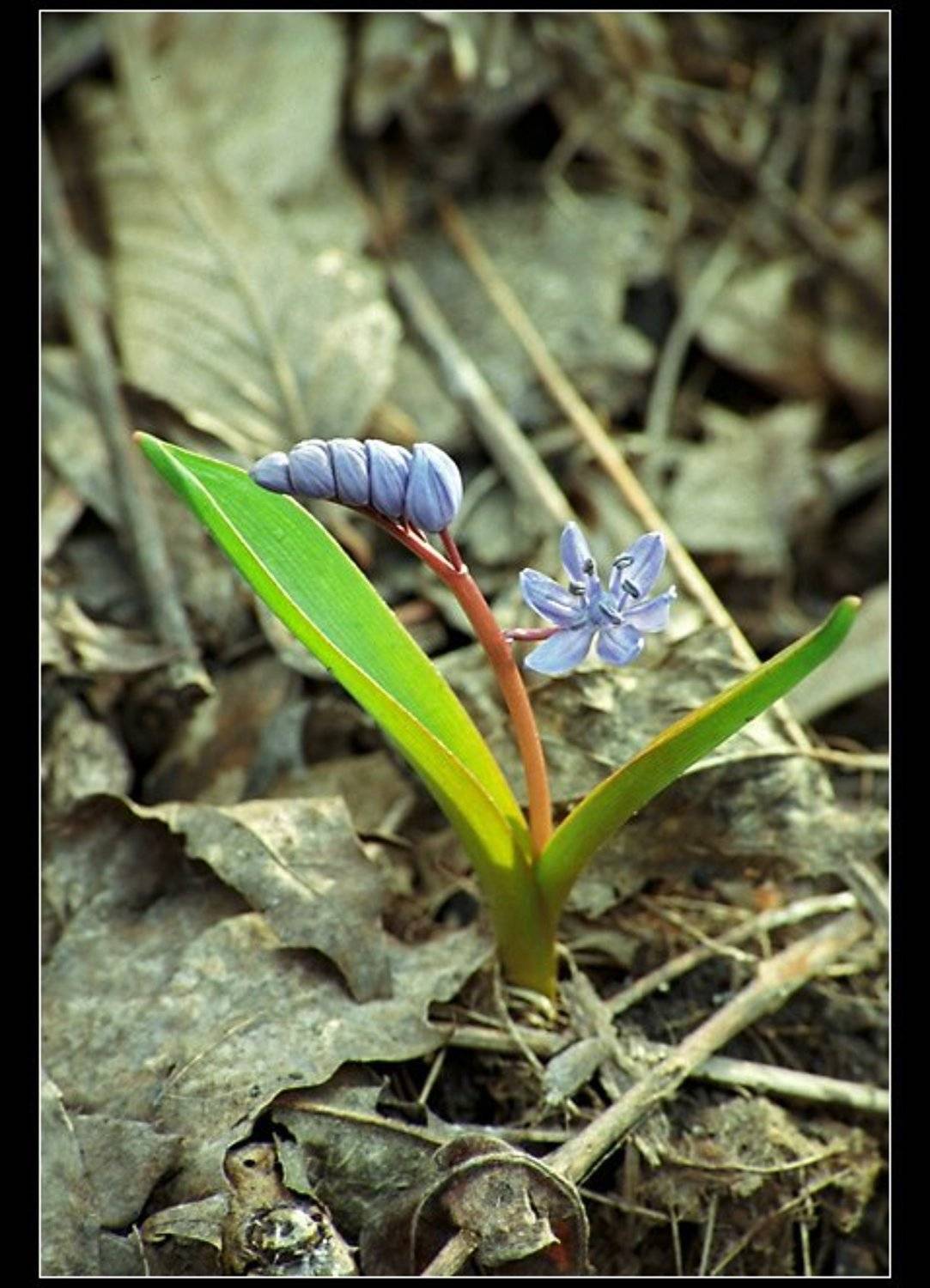 Пробиться сквозь осень.... Автор: NikOff (Юрий Руднев) , NikOff (Юрий Руднев)