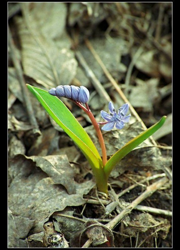 Пробиться сквозь осень... фото превью