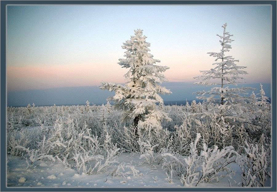 Октябрьское утро. Автор: Солодухин Виктор тайга,утро,зима,якутия, Солодухин Виктор