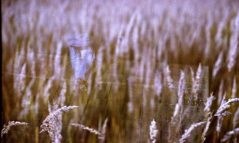 все пройдет, уйдет, затуманится...и травою порастетphoto preview