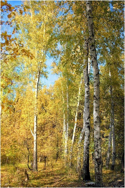 Березовый стройphoto preview