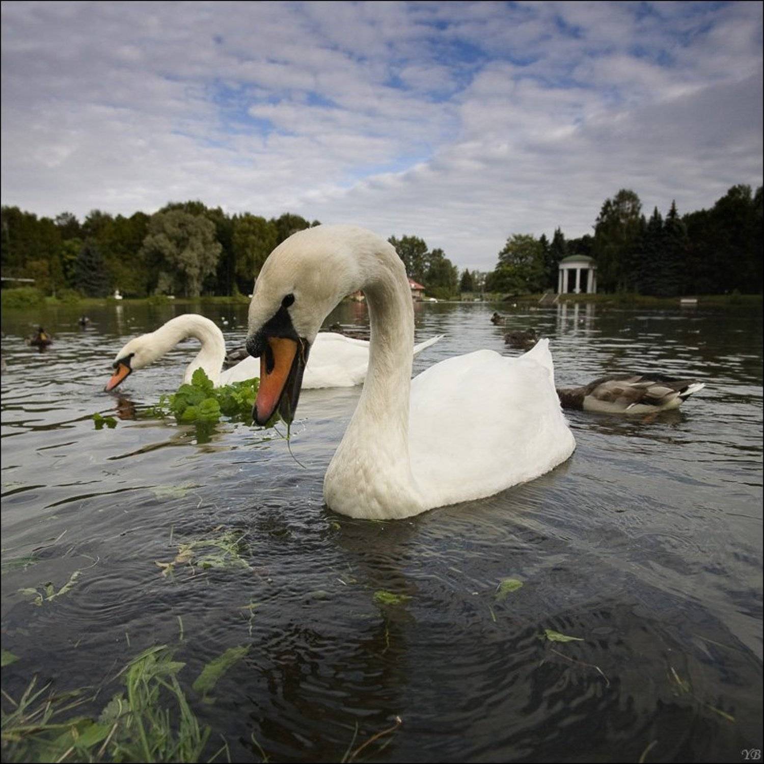 Автор: Братаев Юра крестовский остров, лебеди, осень, Братаев Юра