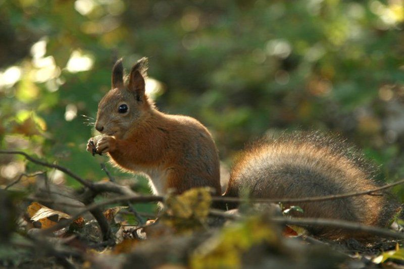 белочка, белка, орехи, света ошметкова Солнечный обедphoto preview