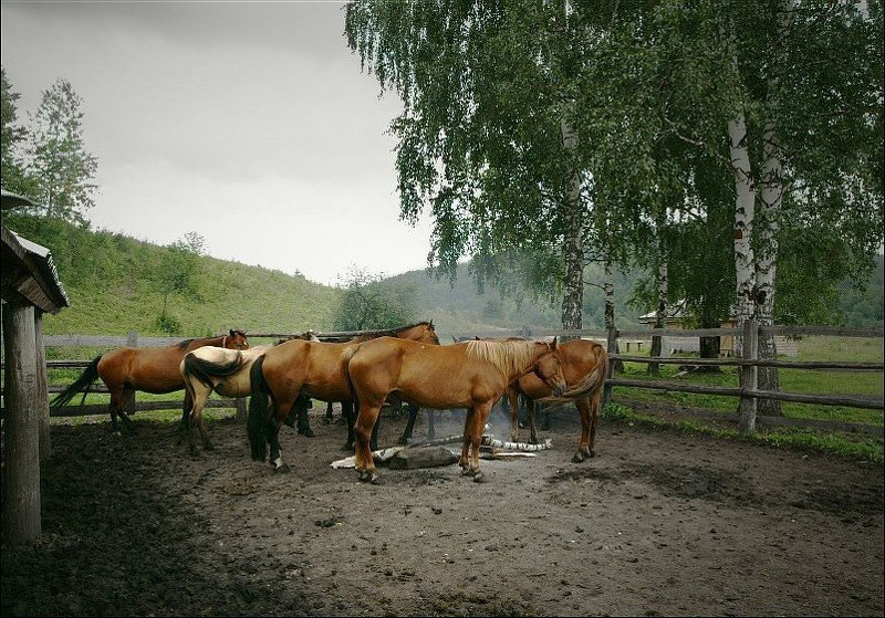 Гнус заел - будет дождьphoto preview