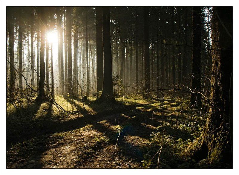 пейзаж, лес, лучи, солнце, туман photo preview