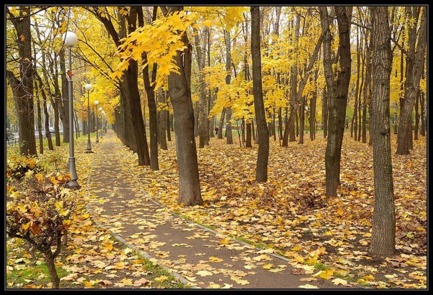 Дас Хербст 2. Автор: Капустин Николай осень, петровский парк, Капустин Николай