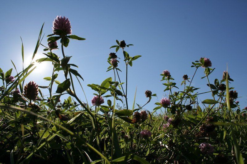 трава, клевер из старогоphoto preview