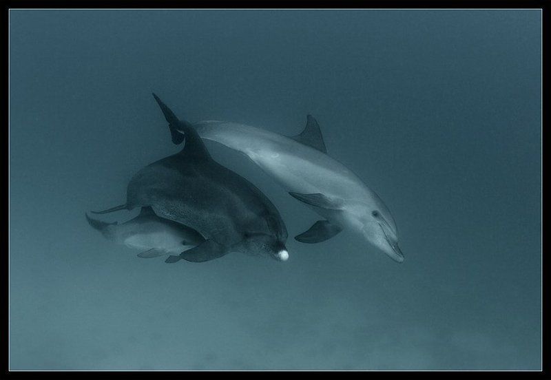 красное, море, семья, дельфинов, мама, папа, и Ой! а кто это?photo preview