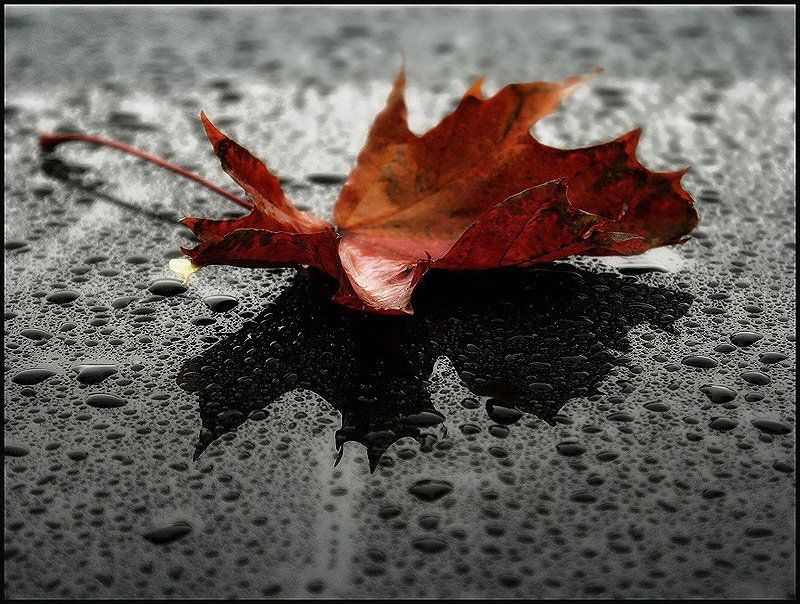 В дождливую осень фото превью