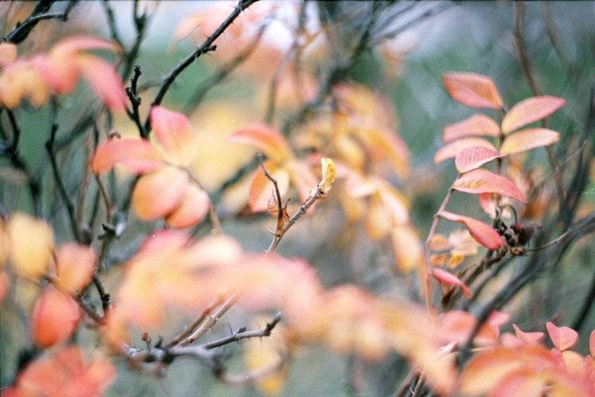 ***. Автор: kamushek kamushek, пленка, зенит-122, helios, kamushek