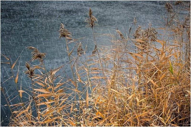 пейзаж,  осень, вода, камыш У природы нет плохой погодыphoto preview