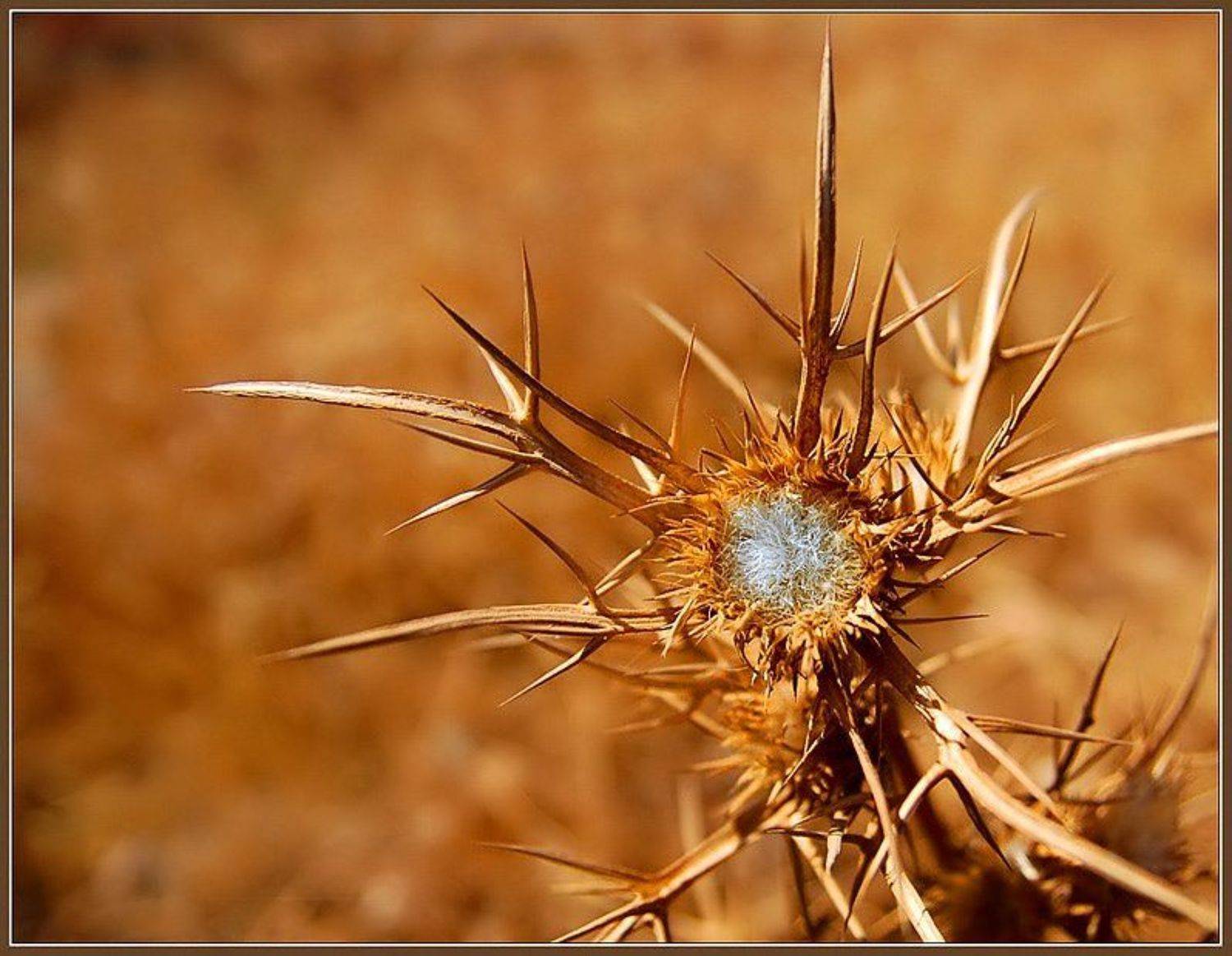 колючка, Евгений Иванюшенко