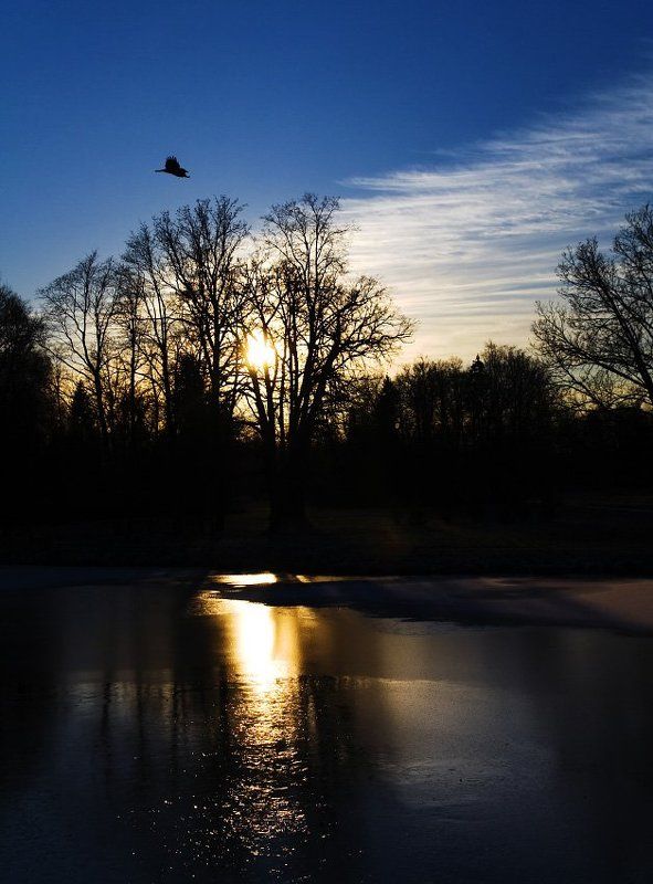 павловск, закат, ворона photo preview