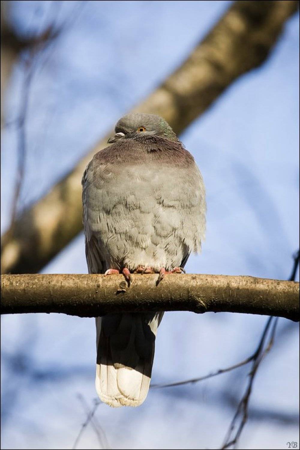 к зимовке готов!. Автор: Братаев Юра голубь, осень, Братаев Юра