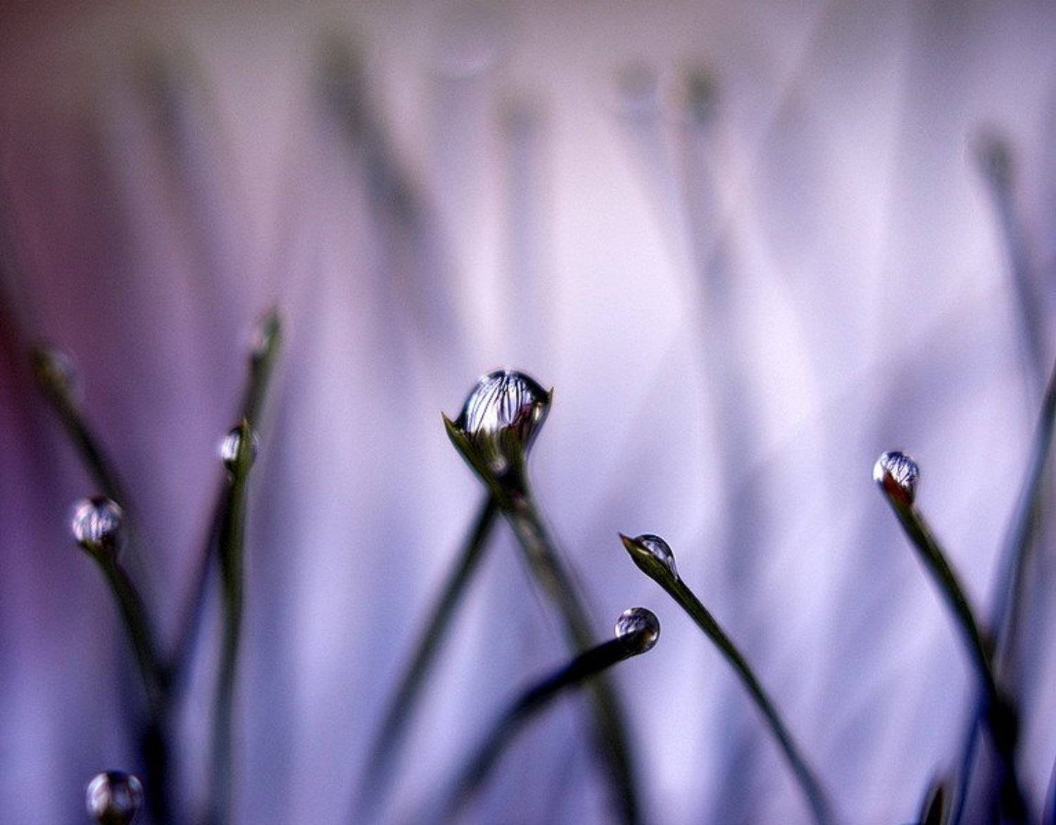 капли, сосна, Kassiopey