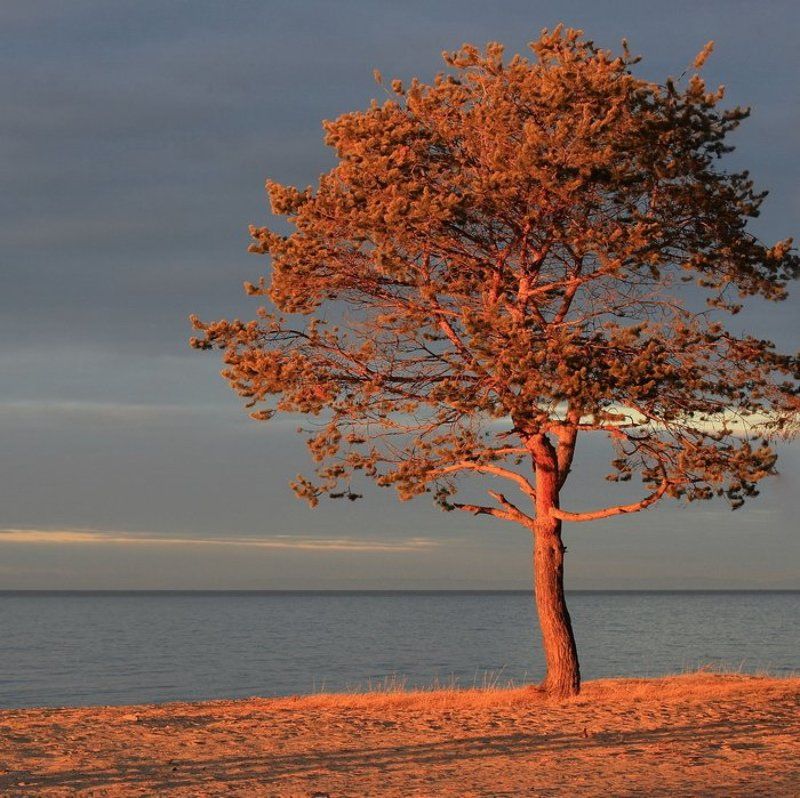 бурятия, байкал, сосна, закат * * *photo preview