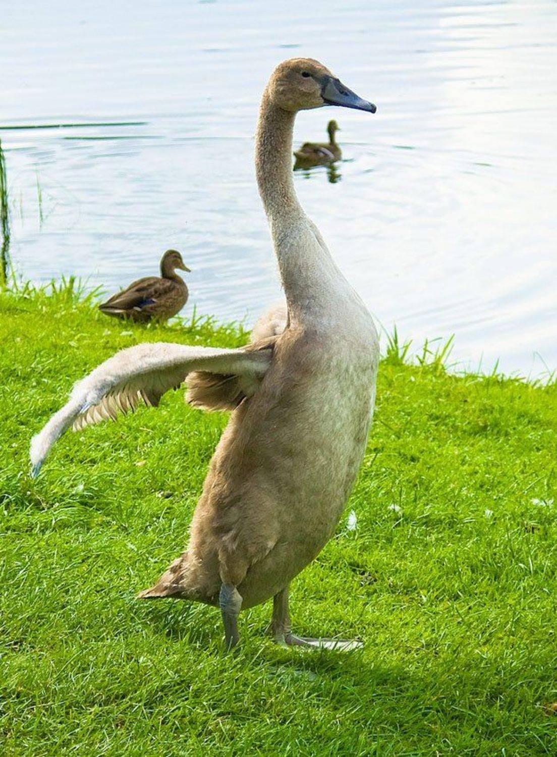 а мне летать охота.... Автор: Игорь лебедь, лето, друскининкай, озера, "гадкий утенок", Игорь