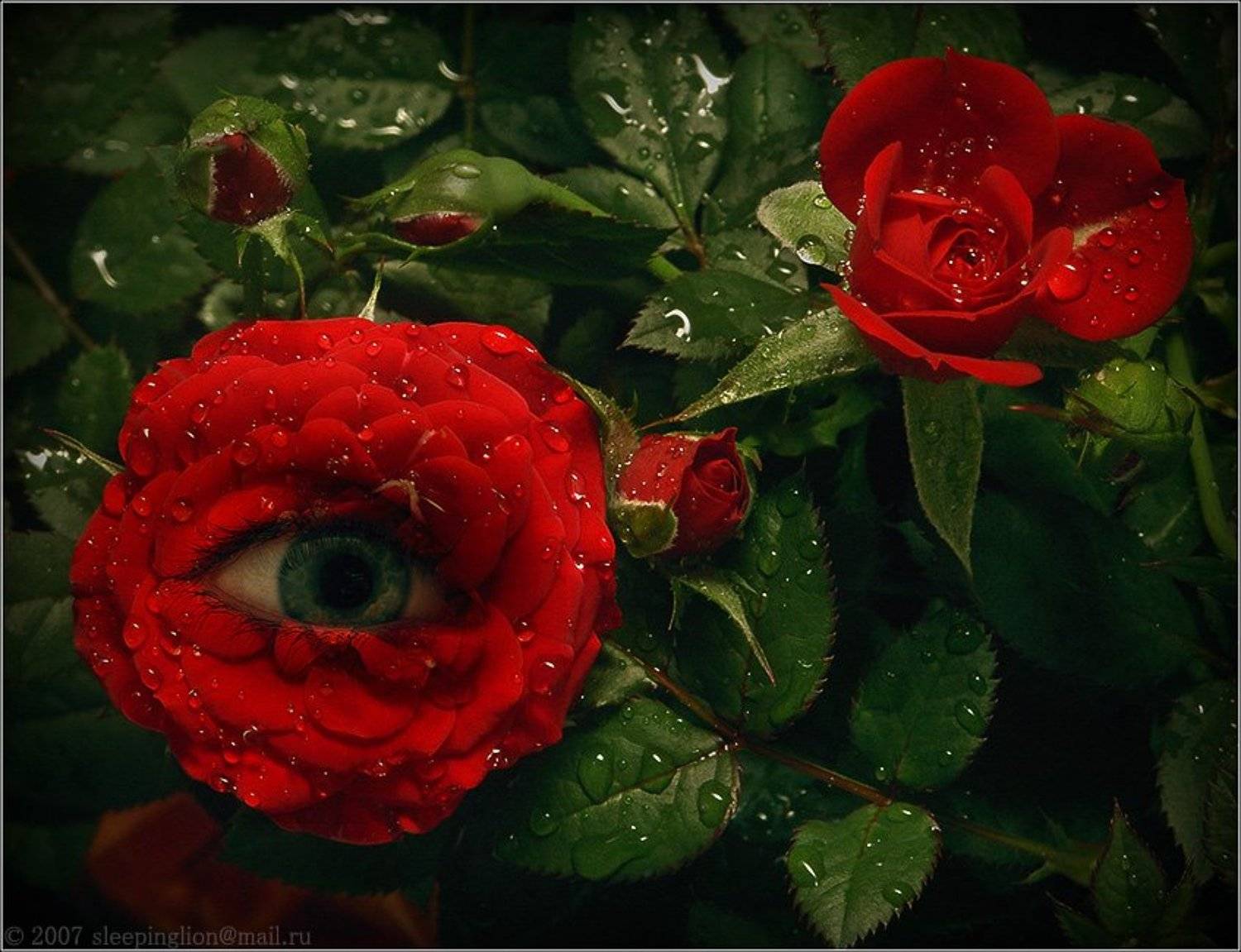 коллаж, монтаж, collage, montage, pilgrim, Pilgrim