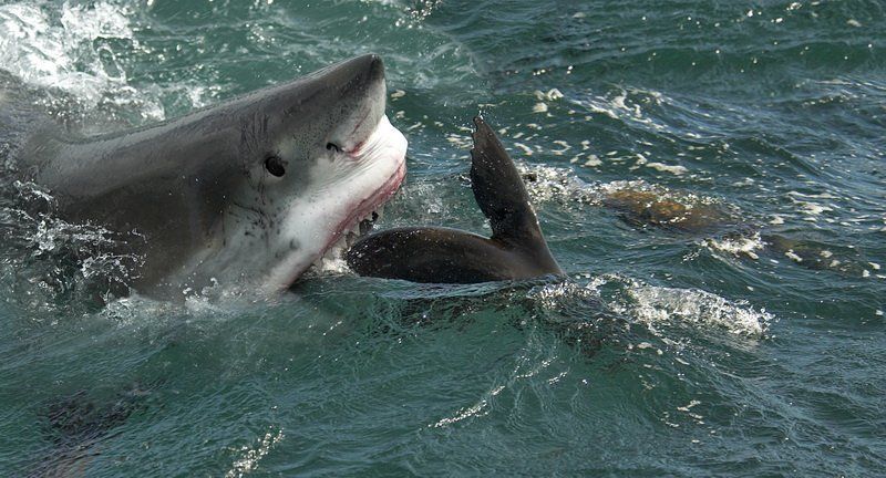 белая,акула,юар Челюстиphoto preview