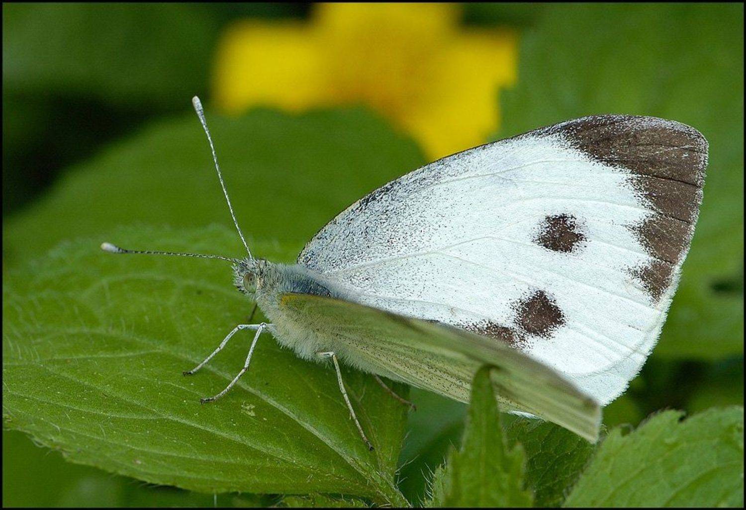 бабочко, Капустин Николай