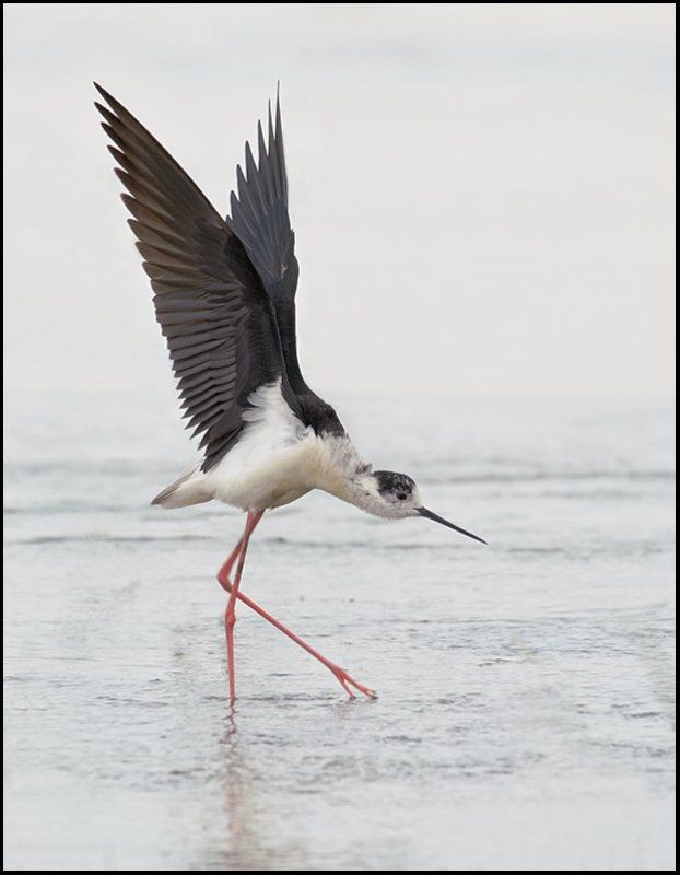 птицы,ходулочник,фотоохота Балеринаphoto preview