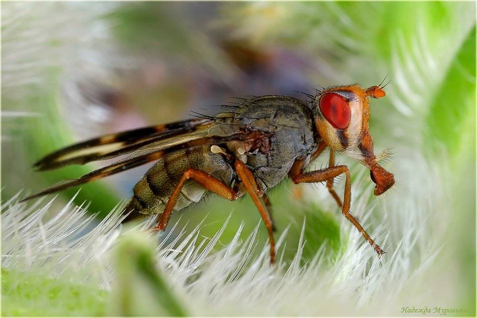муха, Надежда Муравьёва
