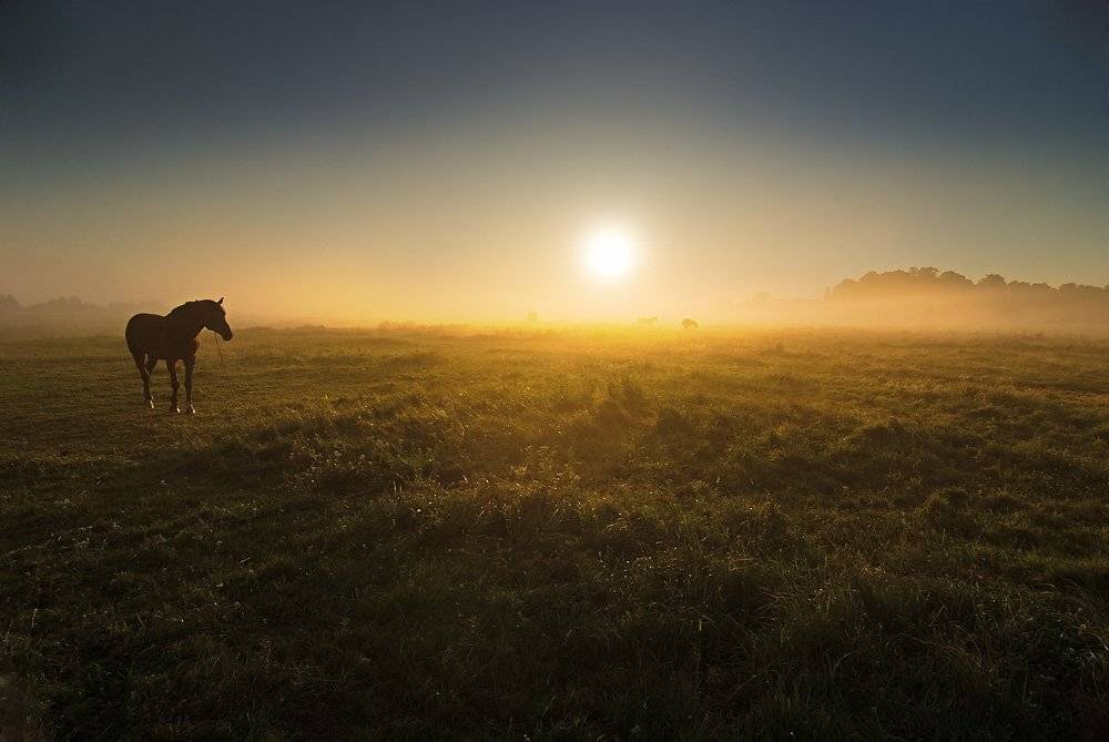 утро, туман, Александр Титаренко