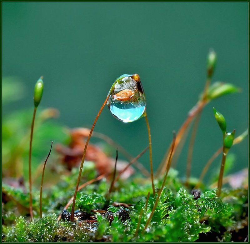 макро,капля,вода, Аквариум.photo preview